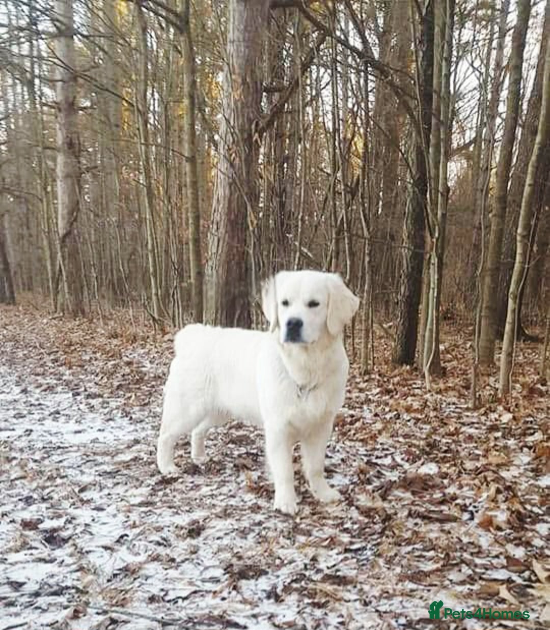 Golden Retriever dogs for sale: Newmiller Retrievers Upcoming Litter Announcement  - Image 3