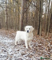 Golden Retriever dogs Newmiller Retrievers Upcoming Litter Announcement - Advert 2