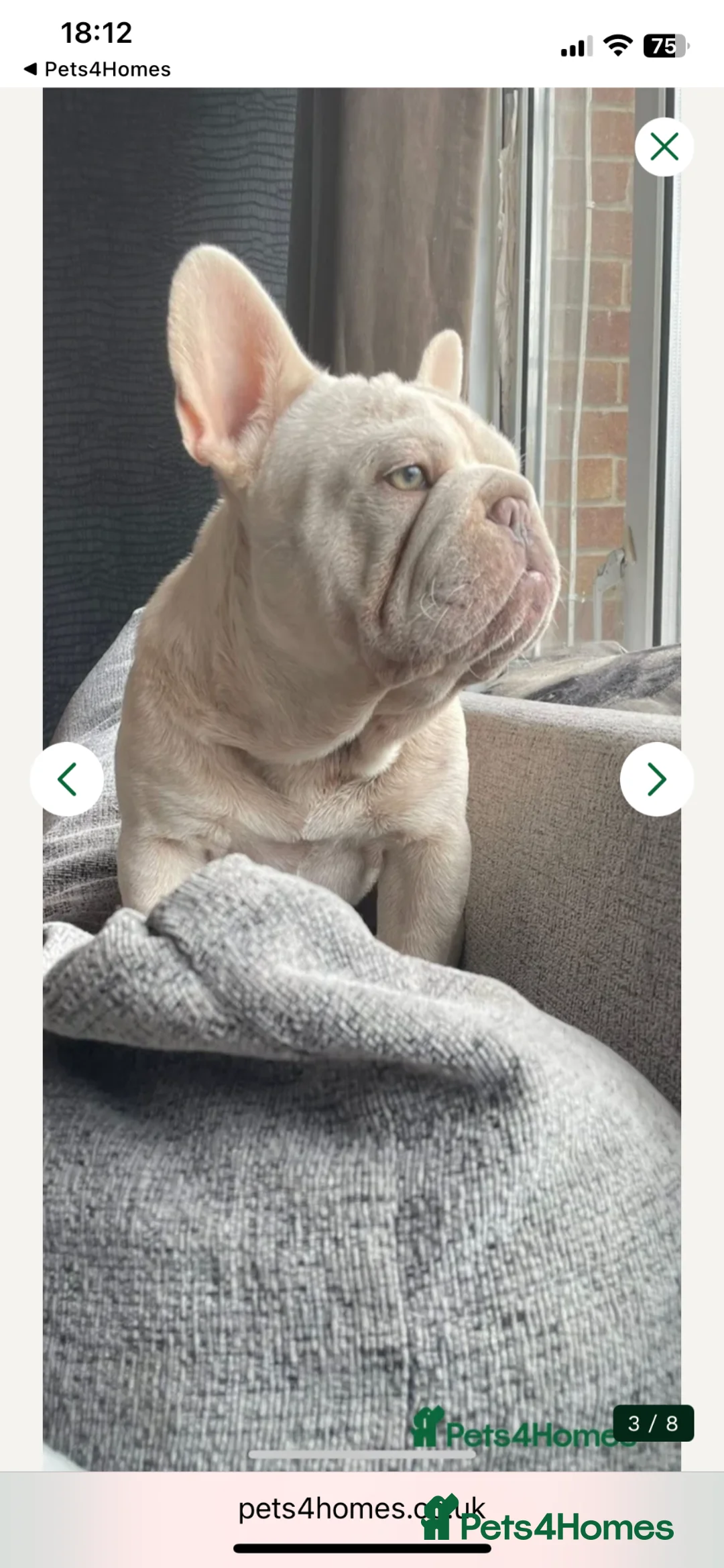French Bulldog dogs for sale: Cryptic merle French bulldog - Advert 2