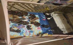 Mixed Breed dogs for sale: 3 boys left! Staff x Puppies  - Image 6