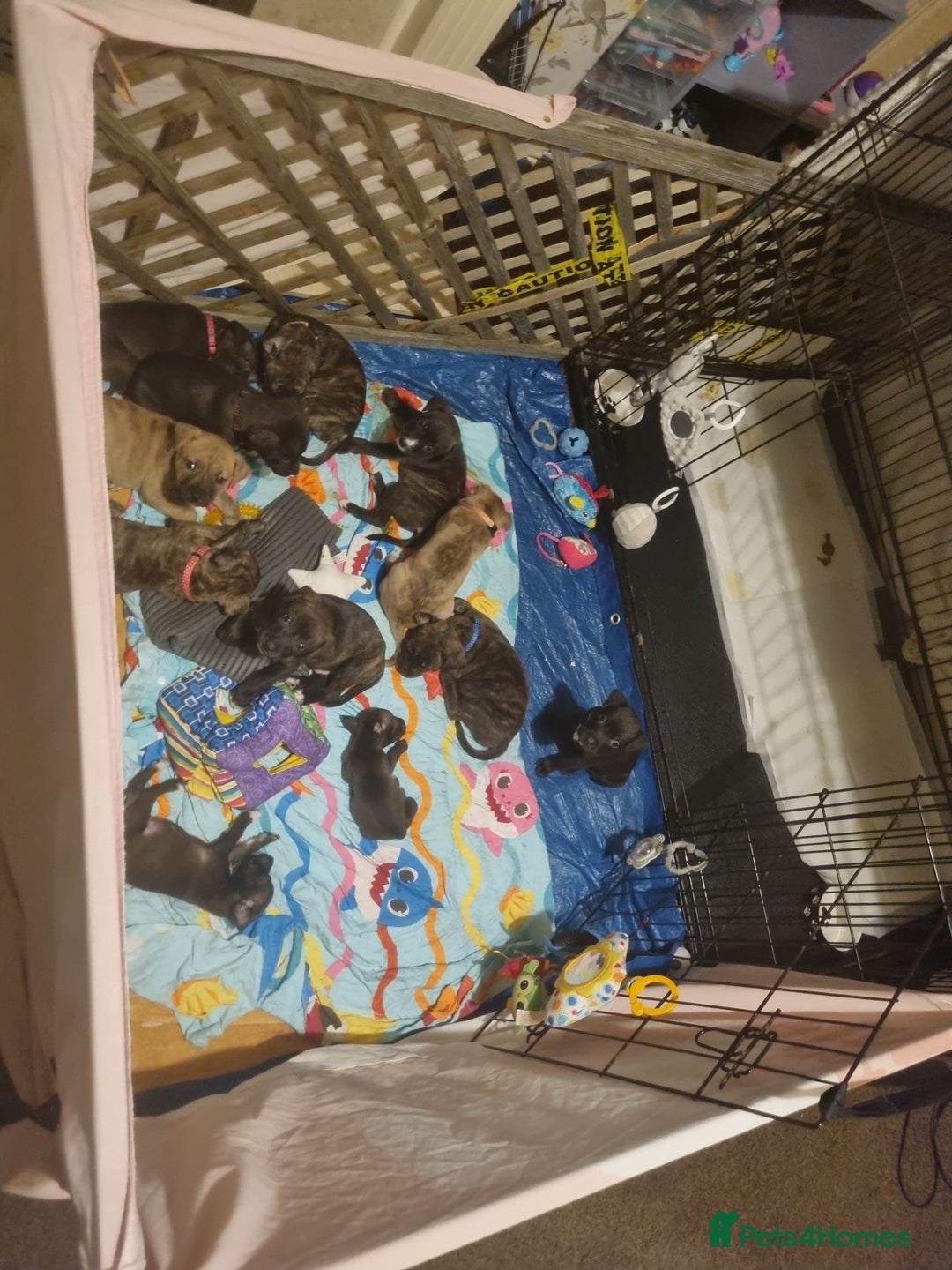 Mixed Breed dogs for sale: 3 boys left! Staff x Puppies  - Image 6