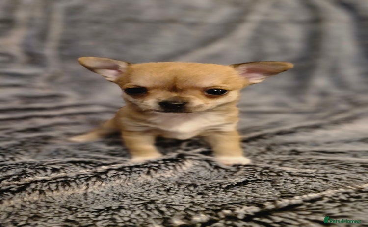 Chihuahua dogs - Advert 19