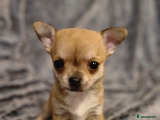 Chihuahua dogs - Advert 26