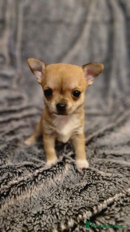 Chihuahua dogs - Advert 19