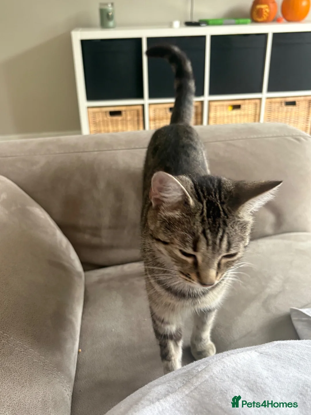 Bengal cats for sale: Bengal x tabby female cat  - Advert 4