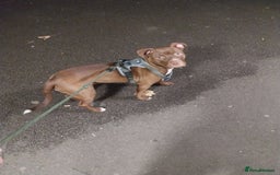 American Bulldog dogs for sale: 6 month old American Bulldog.#read description  - Image 2