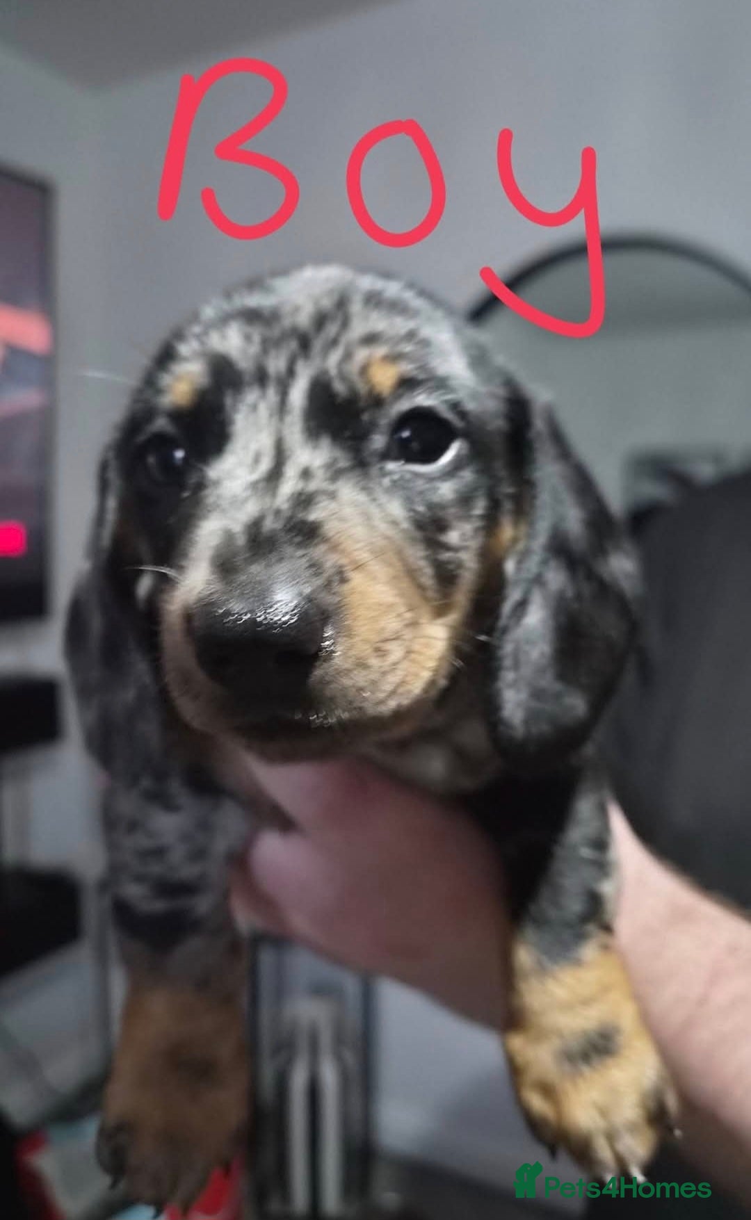 Dachshund dogs 3 female and 2 male puppies  - Advert 2