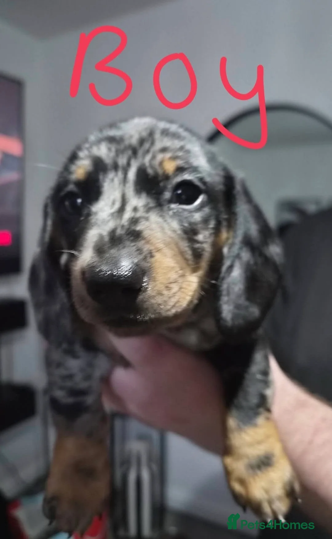 Dachshund dogs for sale: 3 female and 2 male puppies  - Advert 2