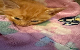 Bengal cats for sale: Full Bengal Kitten and ginger kitten for sale - Image 6