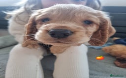 Cocker Spaniel dogs for sale: Working Cocker Spaniel Puppies for Sale - Image 27