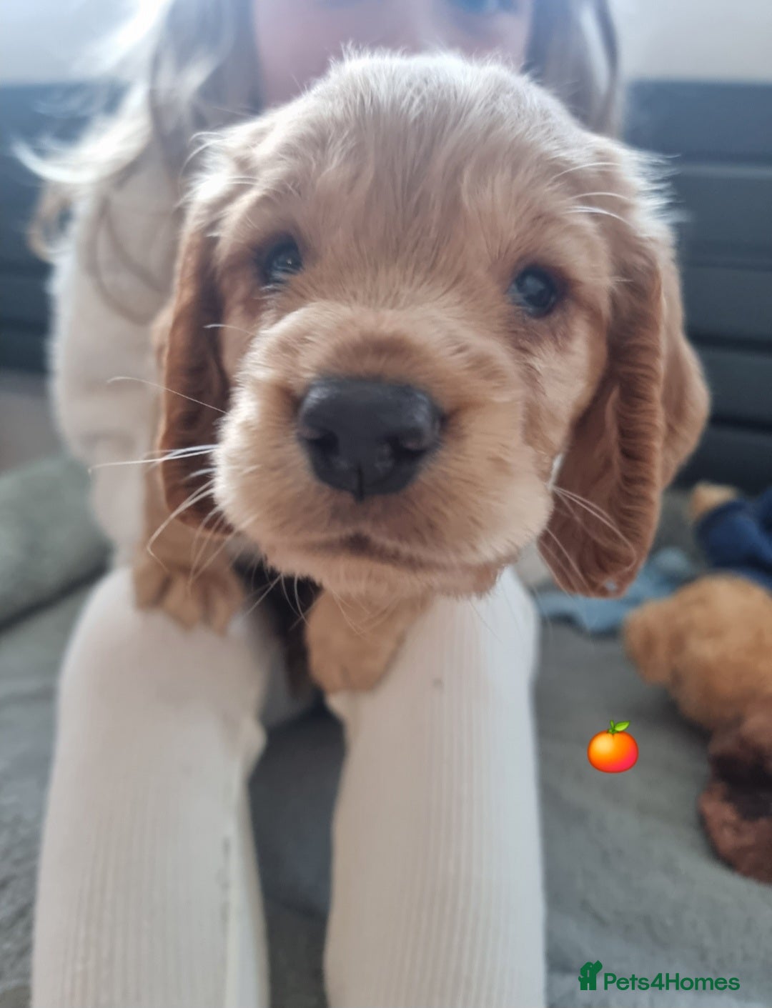 Cocker Spaniel dogs for sale: Working Cocker Spaniel Puppies for Sale - Image 27