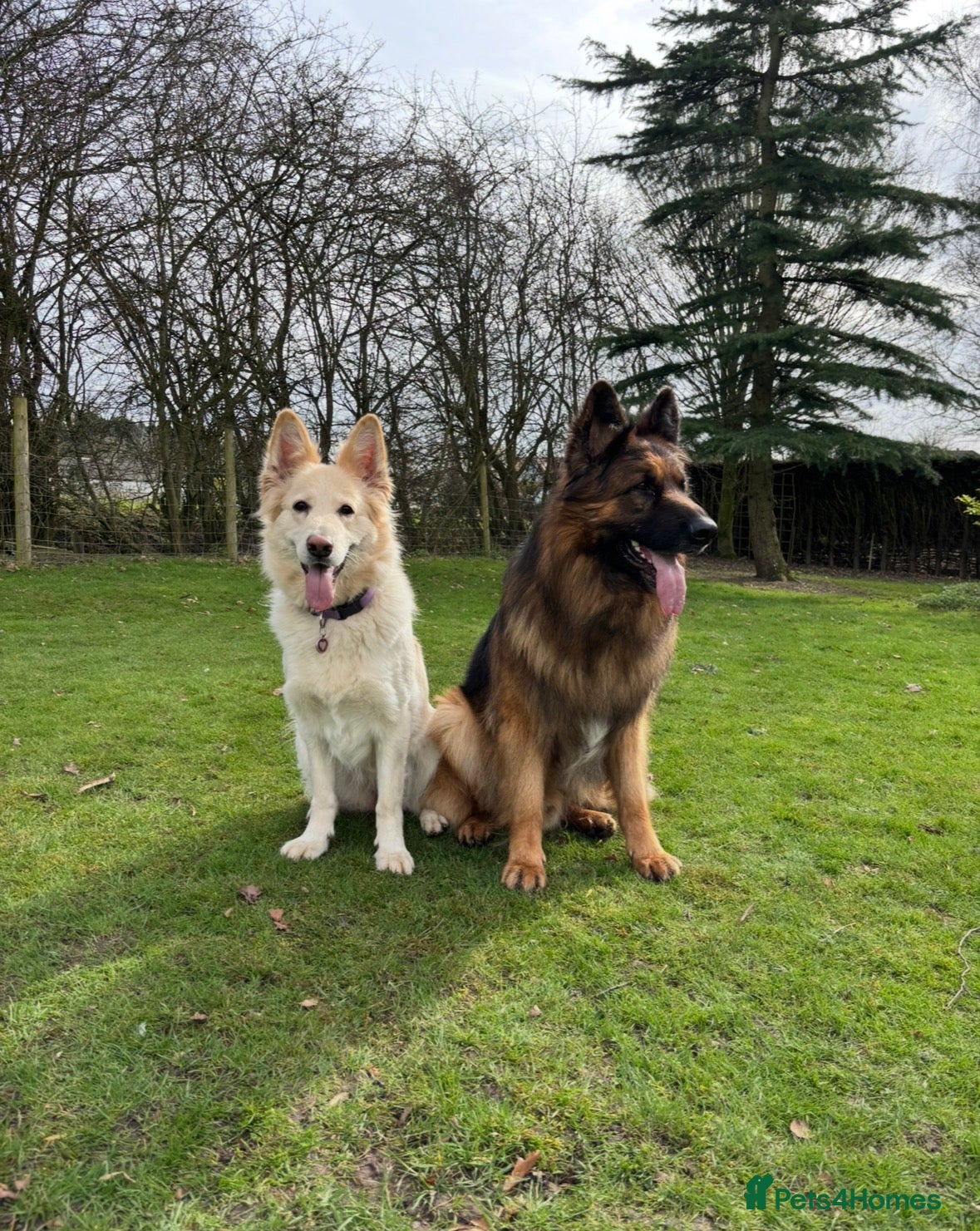 German Shepherd dogs White Apricot/Cream 3yrs old (2023). - Advert 14