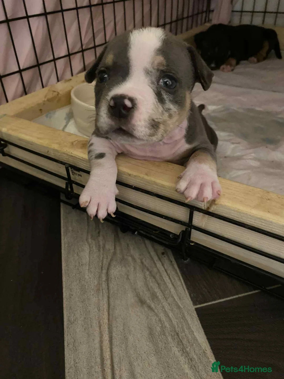 American Bully dogs for sale: 2 amazing puppies left mcglovin bloodline - Advert 6