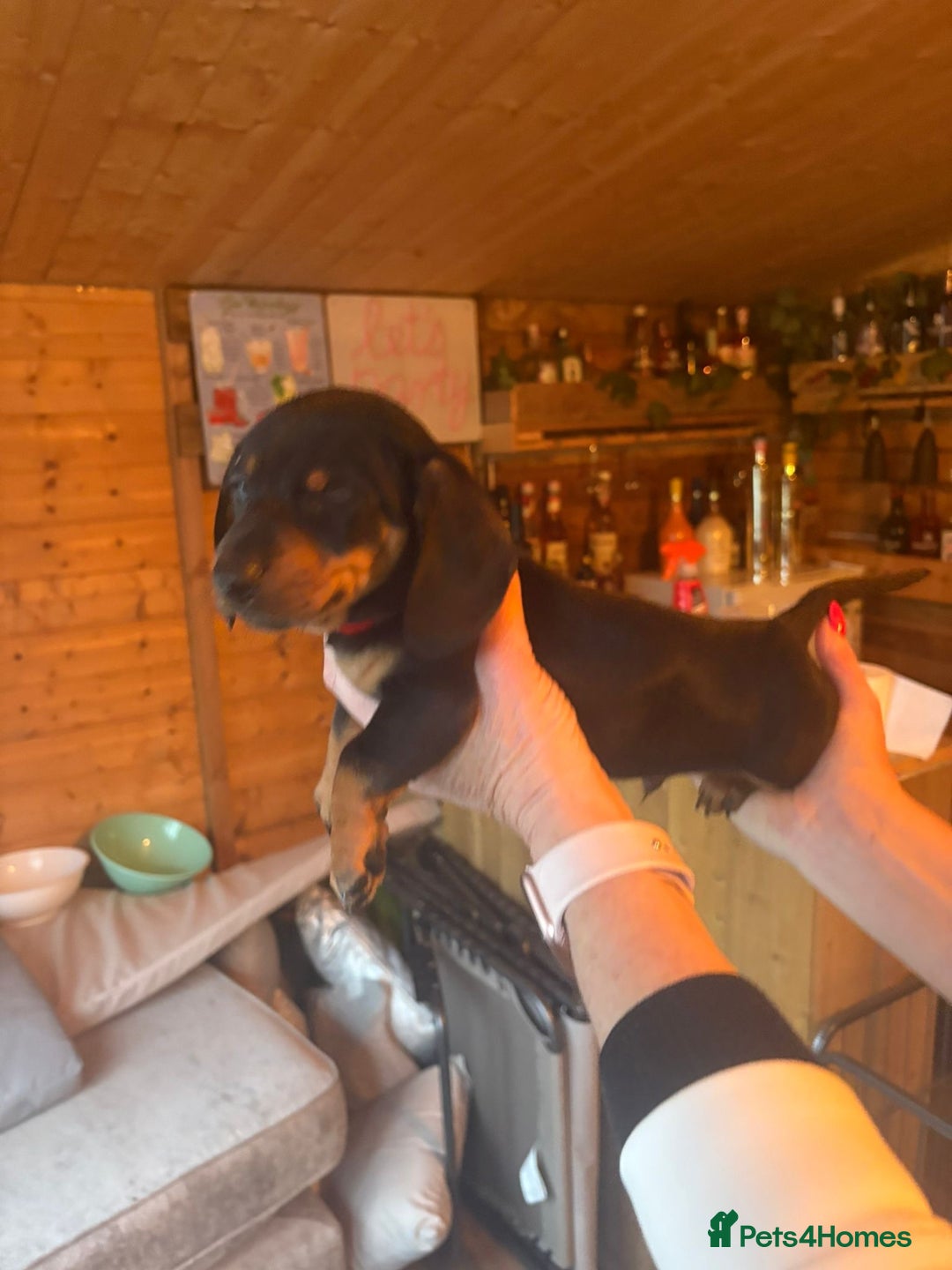 Miniature Dachshund dogs for sale: KC REGISTERED MINIATURE DACHSHUND PUPS - Advert 9