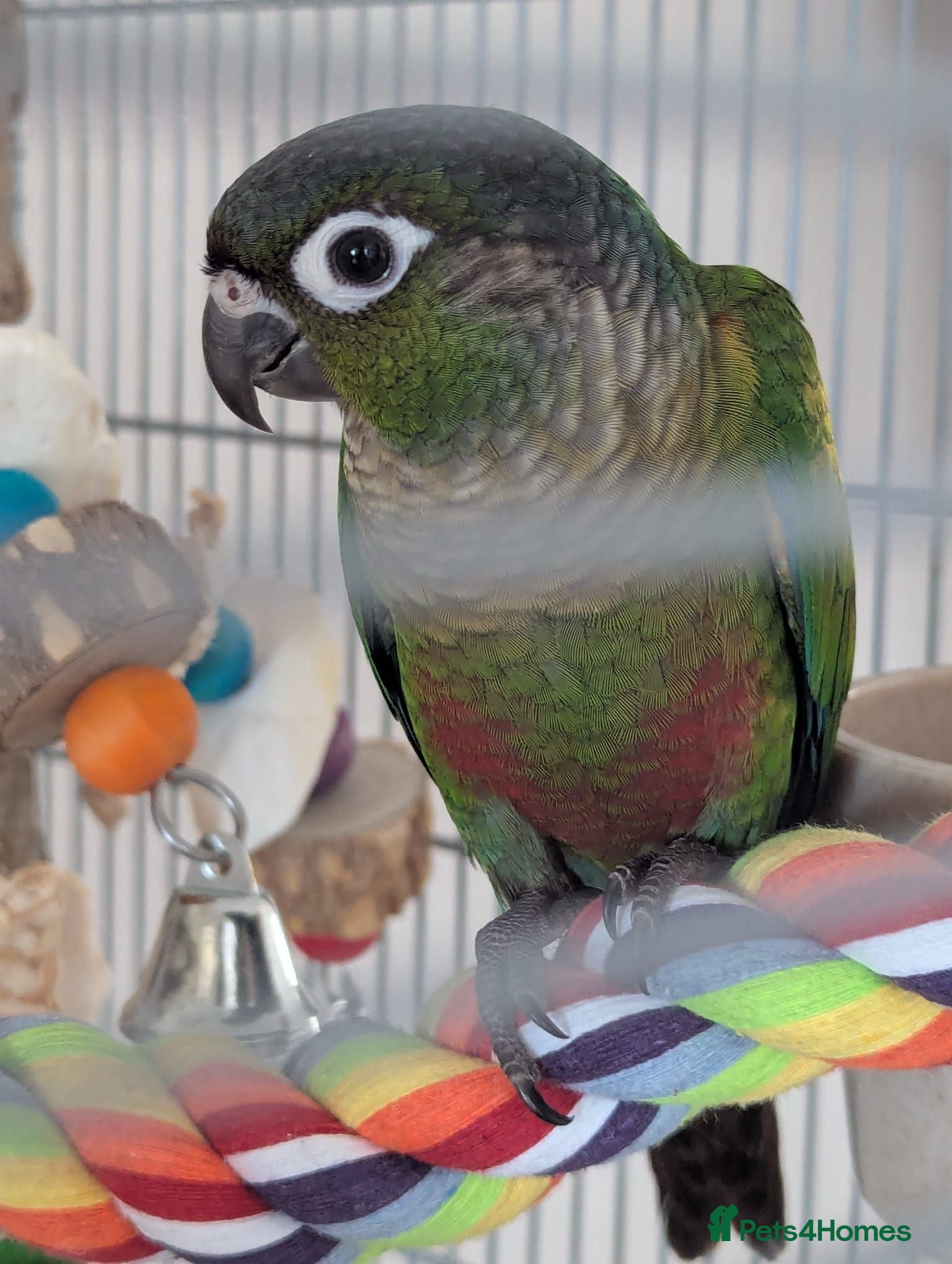 Conures birds Loving 5-Month old Green Cheek Conure (Pippin) - Advert 1