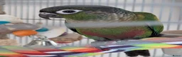 Conures birds for sale: Loving 5-Month old Green Cheek Conure (Pippin) - Advert 11