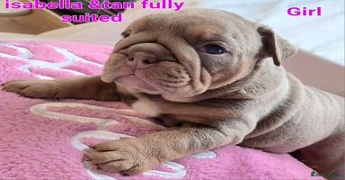 English Bulldog dogs - Advert 8