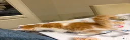 Mixed Breed cats for sale: 3 kitten rehoming - Advert 8