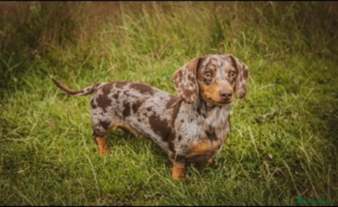 Miniature Dachshund dogs for sale: Miniature Dachshund Girl  - Advert 6