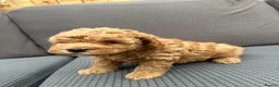 Cockapoo dogs for sale: Wonderful healthy puppies can go to new homes  - Advert 9