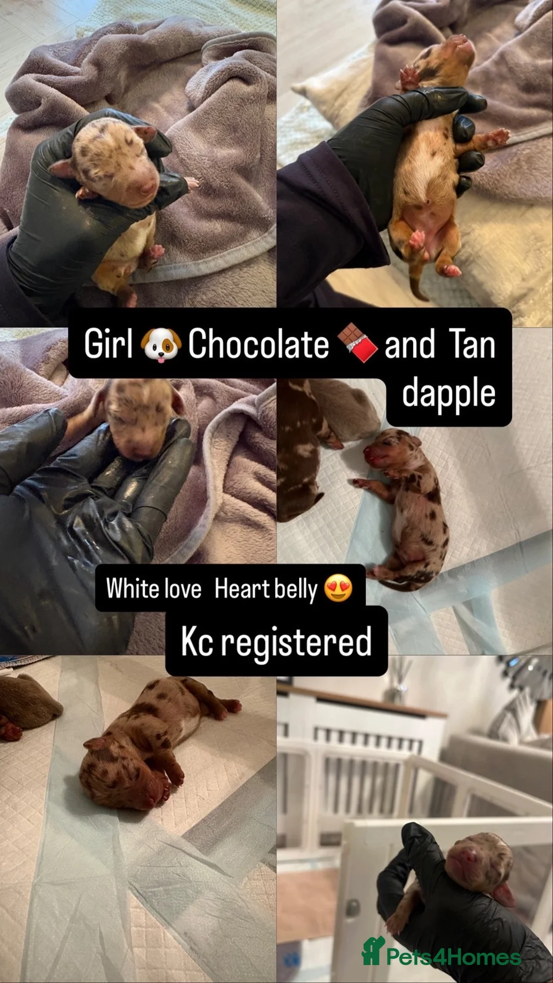 Miniature Dachshund dogs for sale: Miniature smooth haired dachshund  - Advert 31