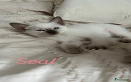 Siamese cats for sale: 2x Beautiful Pedigree Siamese Female Kittens - Image 3