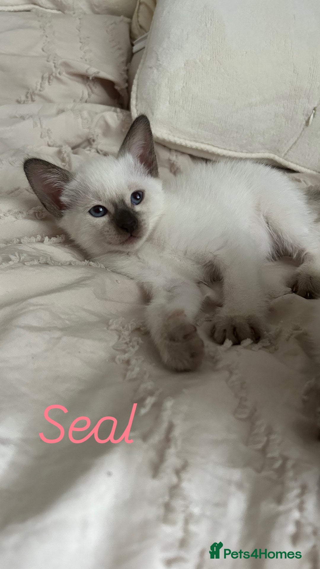Siamese cats for sale: 2x Beautiful Pedigree Siamese Female Kittens - Image 3