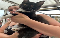 Maine Coon cats for sale: X Maine coon kits - Image 11