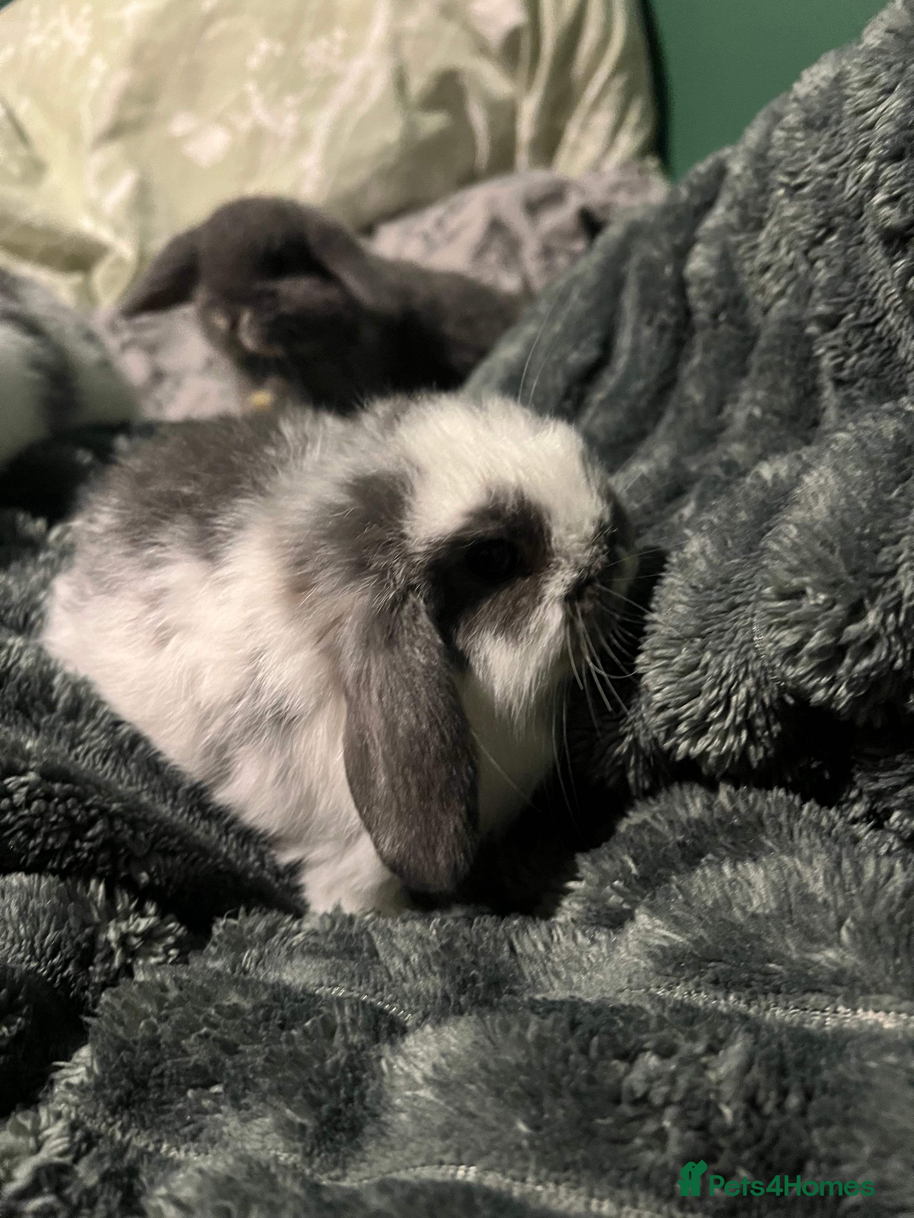Mini Lop rabbits Mini lop boys  - Advert 1