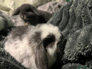 Mini Lop rabbits Mini lop boys - Advert 18