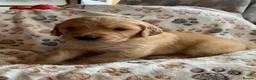 Golden Retriever dogs for sale: Golden Retriever puppies  in Saltburn-by-the-Sea - Advert 7