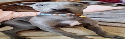 Whippet dogs for sale: Handsome blue boy for sale in Ashton-under-Lyne - Advert 8