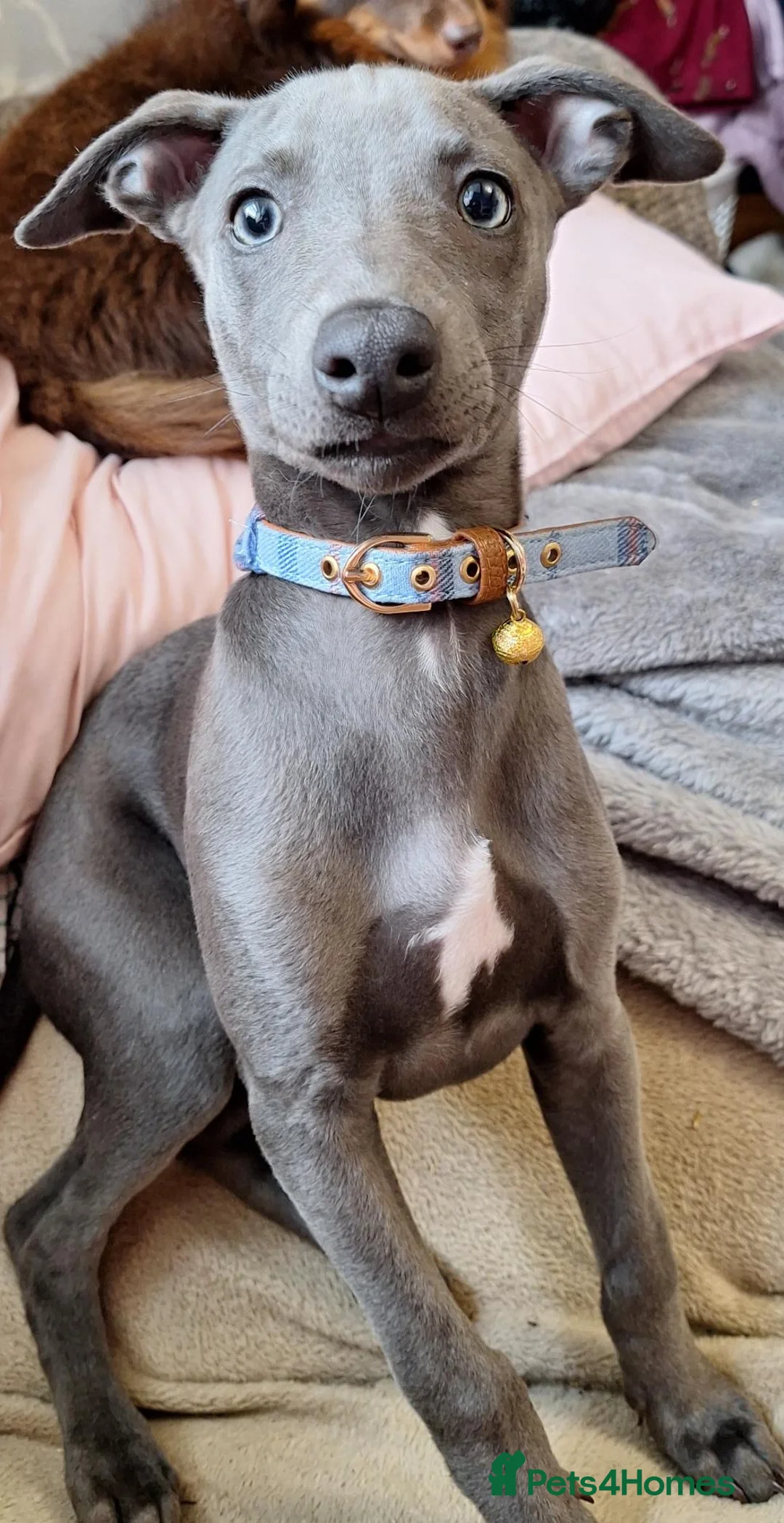 Whippet dogs for sale: Handsome blue boy for sale in Ashton-under-Lyne - Advert 8