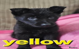 German Shepherd dogs for sale: German Shepherd puppies - Image 10