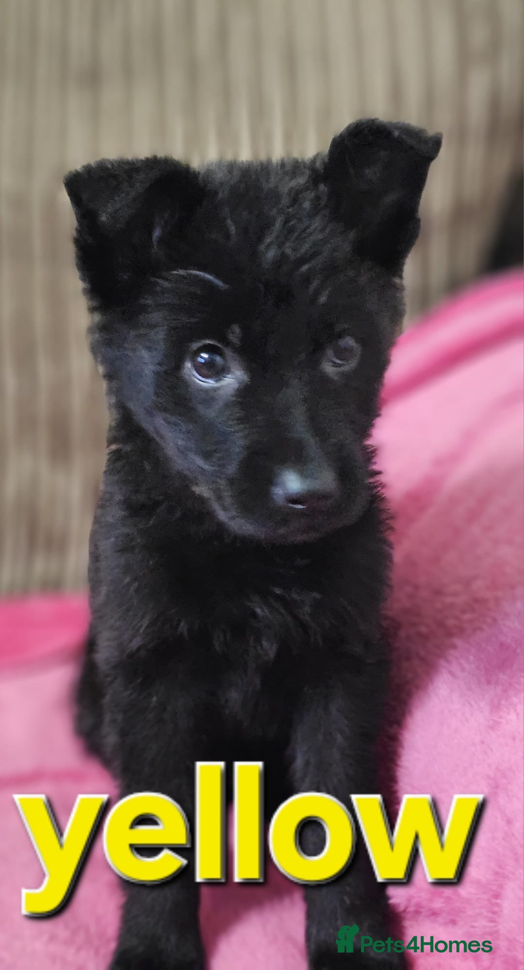 German Shepherd dogs for sale: German Shepherd puppies - Image 10