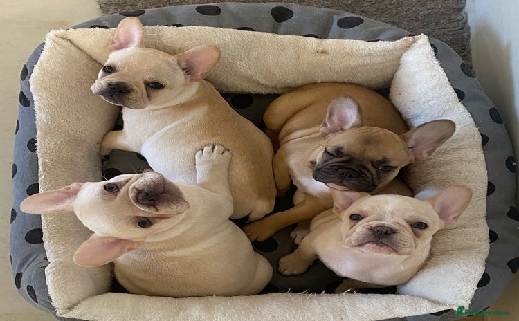 French Bulldog dogs - Advert 2