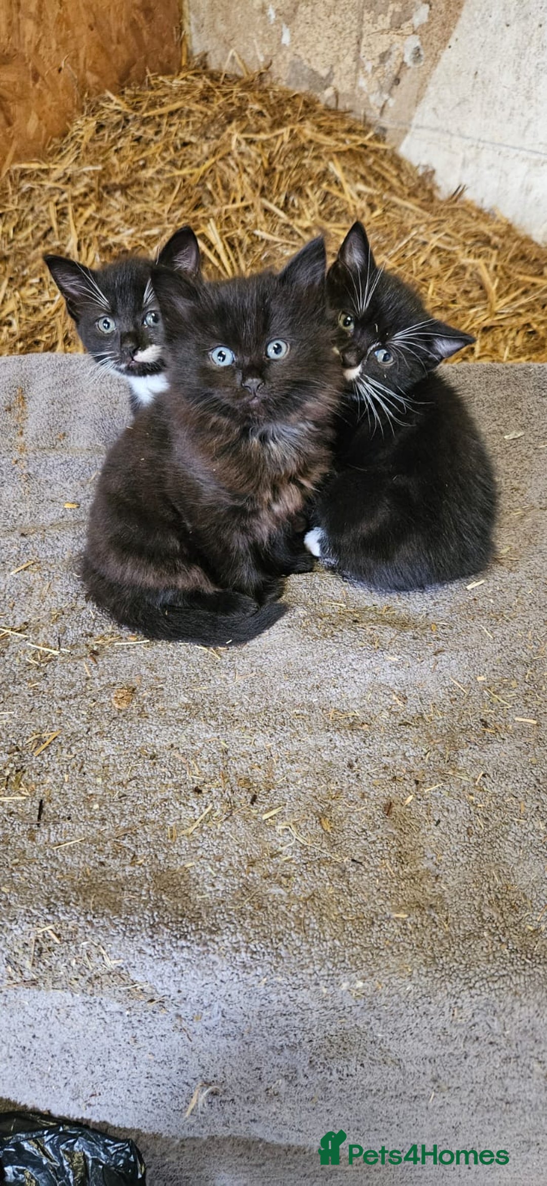 British Shorthair cats for sale: 2 kittens available  - Image 1
