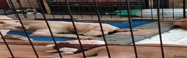 Labrador Retriever 6