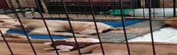 Labrador Retriever dogs for sale: Labrador puppies - 12 weeks old  in Sutton Coldfield - Advert 2