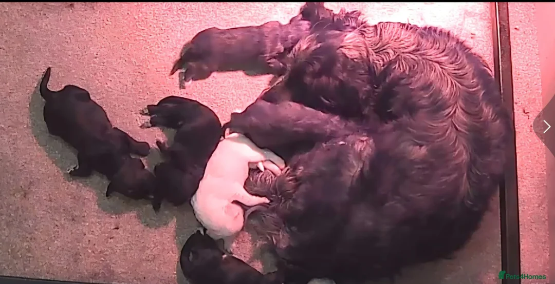 Cockapoo dogs for sale: Adorable cockapoo puppys READY NOW  - Advert 8