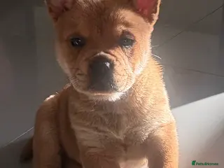 Mixed Breed dogs ** BEAR COAT FRENCHIES ** - Advert 14