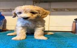 Miniature Poodle dogs for sale: Beautiful miniature poodle pups - Image 11