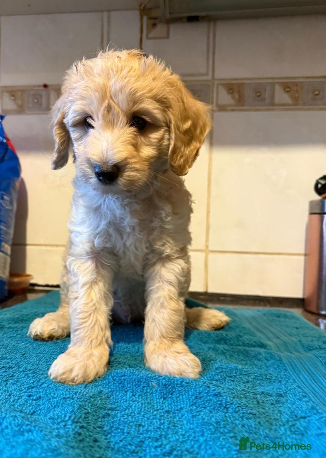 Miniature Poodle dogs for sale: Beautiful miniature poodle pups - Image 11