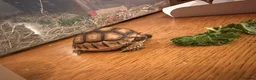 Tortoise reptiles for sale: Sulcata tortoise  - Advert 6