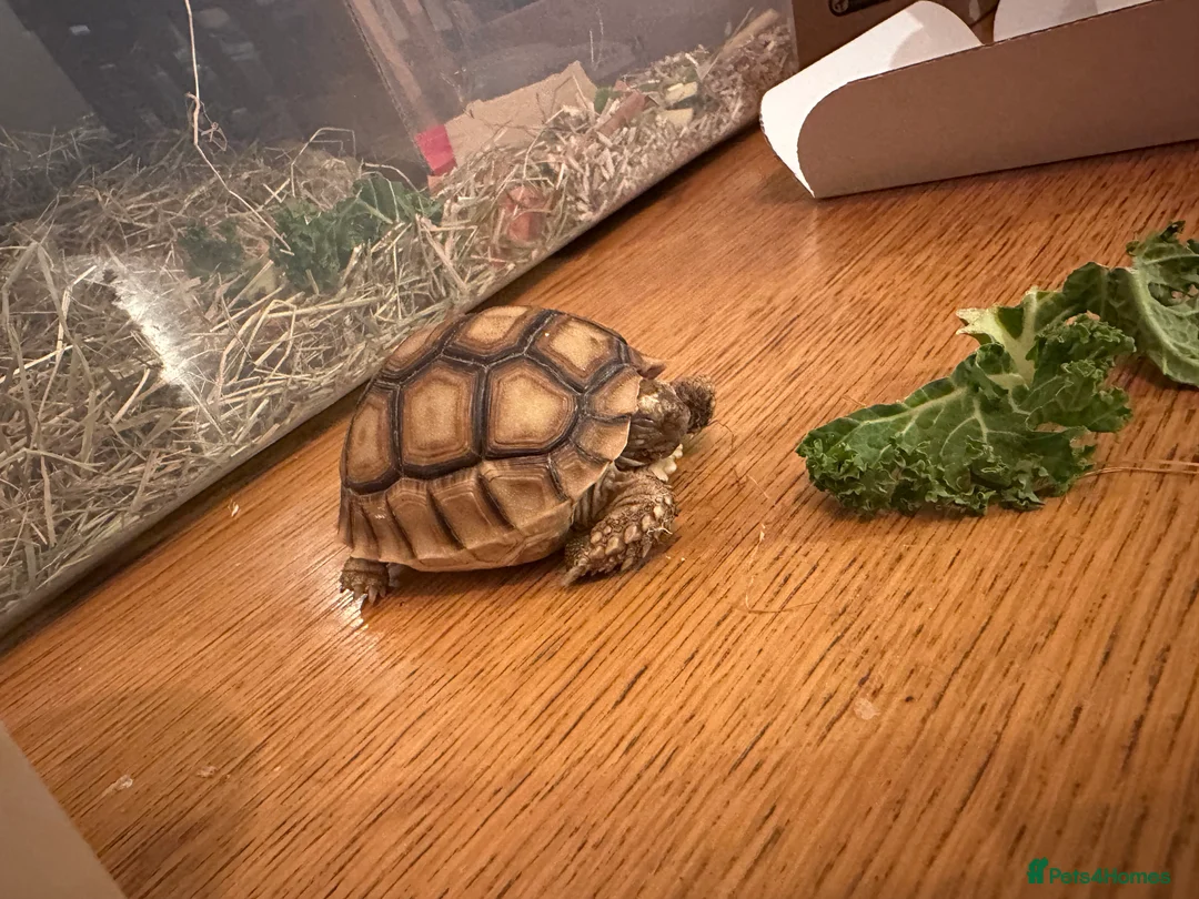Tortoise reptiles for sale: Sulcata tortoise  - Advert 6