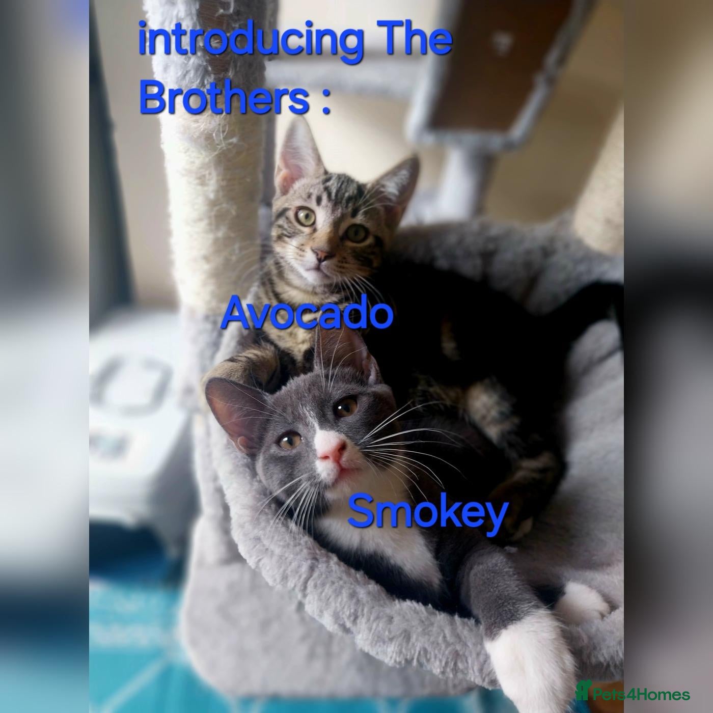 Mixed Breed cats Playful kittens looking for loving home - Advert 1