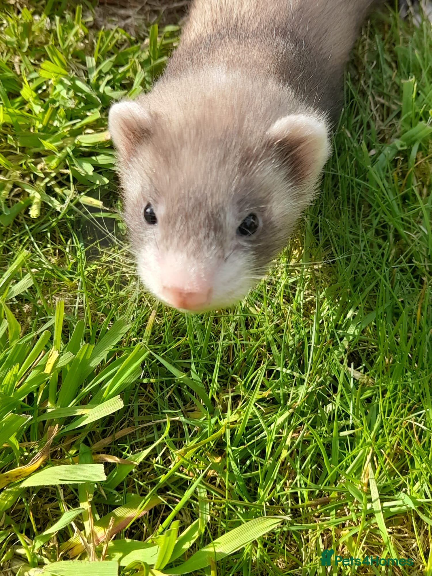 Ferret rodents Ferret kits 5 silver and white jills - Advert 1