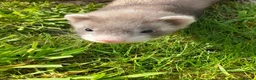 Ferret rodents for sale: Ferret kits 5 silver and white jills - Advert 1