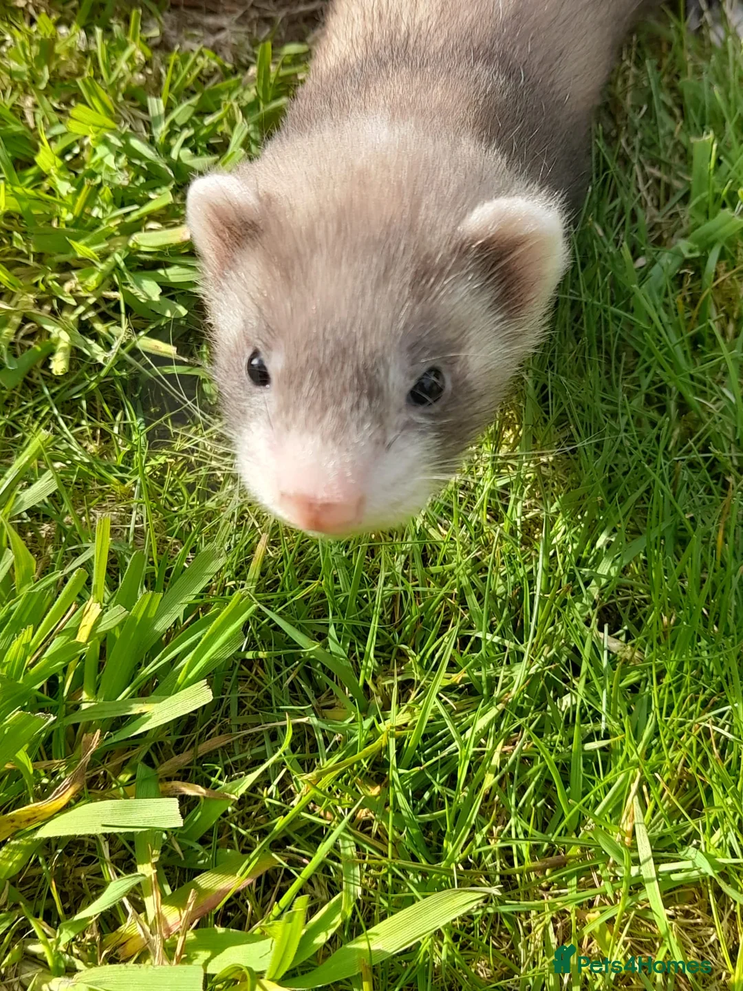 Ferret rodents for sale: Ferret kits 5 silver and white jills - Advert 1
