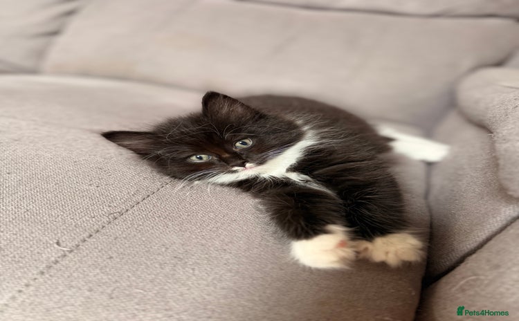 Mixed Breed cats - Advert 5